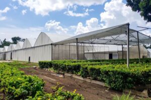 Estufas Sustentáveis: Produtividade com Baixo Consumo